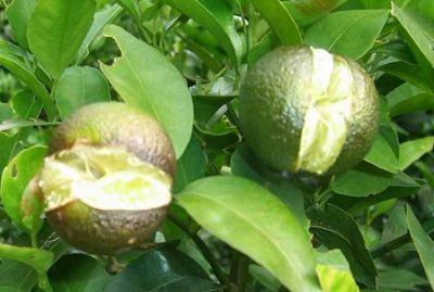 果實(shí)到底為什么會(huì)裂果，原因居然是這些！